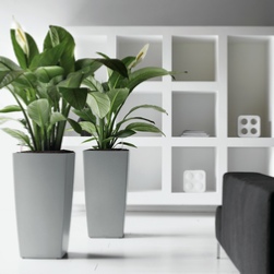 office-plants-cubico-silver-peace-lily